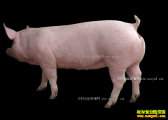 ����ѡ��ĸ����