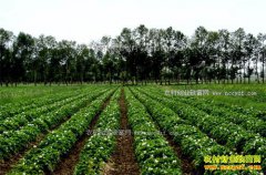 2017����������ֲЧ�桢��ֲ�������ֲǰ������