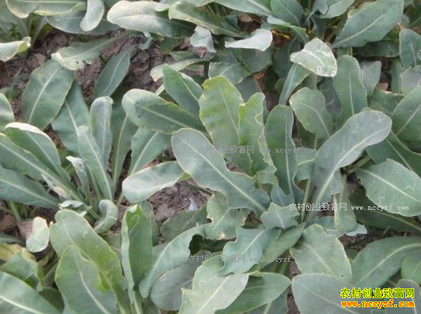 ��ֲ1Ķ�������ĳɱ���Ч�����