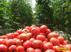 ����������۸��µ� 2017����ֲ���ѻ���׬Ǯ��