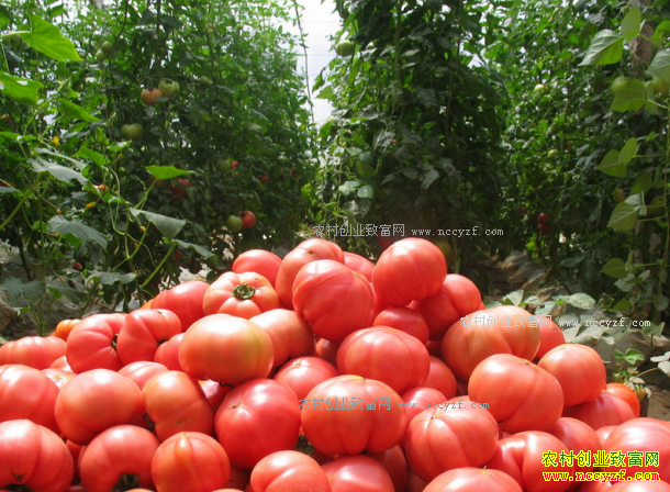 �������۸�����µ� ѡ��Ʒ�־��ܱ�֤����