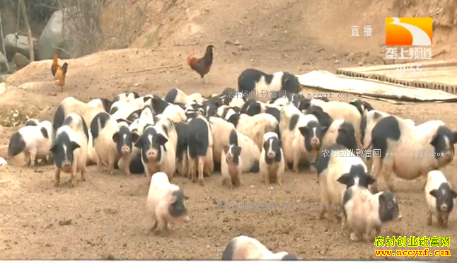 �¸��ð��������Ѿ�����޶� ��ɽ��������