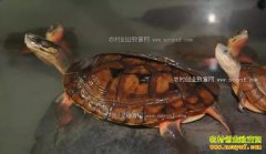 2017��ˮ����ֳʲô��׬Ǯ�����ˮ����ֳ��Ŀ�Ƽ�