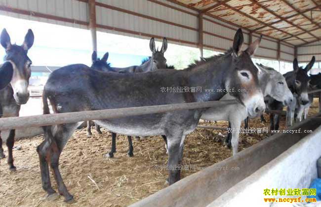 2017��ũ����ֳʲô������·-��ֳ��¿