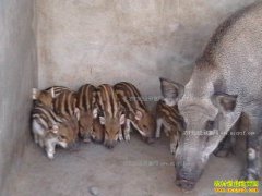 2017��ũ����ֳʲô������· ������ֳ��Ŀ�Ƽ�