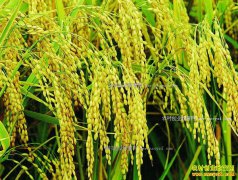 2017��ũ����ֲʲô������· �����ֲ��Ŀ�Ƽ�