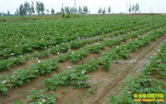 ʲô���ز�����ֲ��������