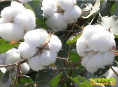 2017���޻��۸�Ԥ�⣺������ֲ������� �޻�����������ů