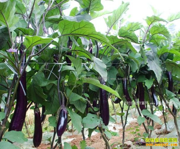 2017��������ֲ��������Ӽ۸�����Ԥ��