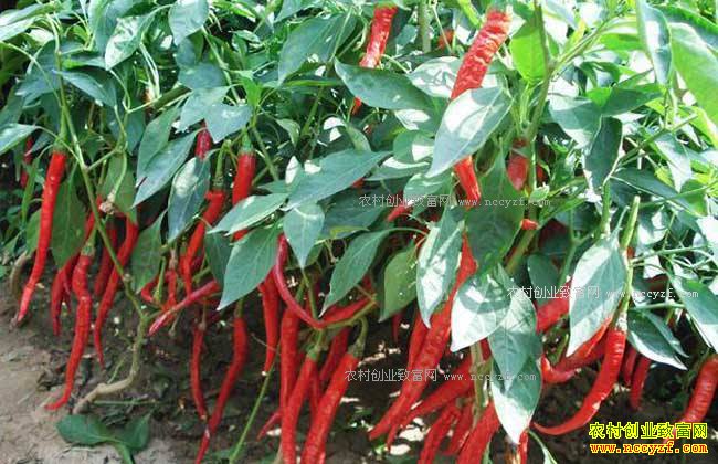 2017��������ֲ����������۸�����Ԥ��