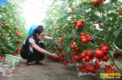 2017�귬����ֲ��������Ѽ۸�����Ԥ��