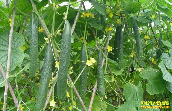 2017��ƹ���ֲ������ƹϼ۸�����Ԥ��