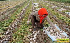 2017�������ֲ���������۸�����Ԥ��