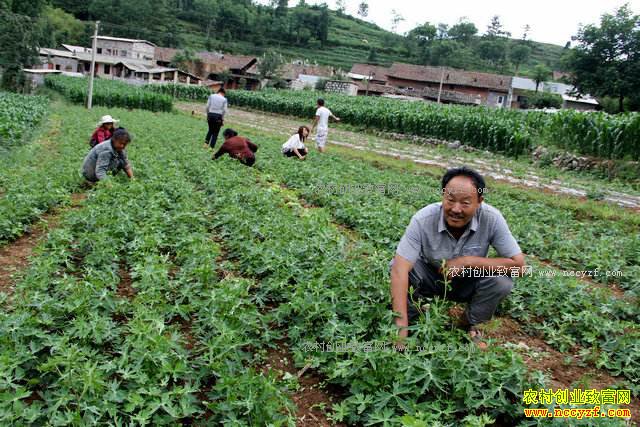 2017��������ֲ��ҩ�Ĳ��ܶ�׬Ǯ