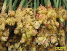 2017��������ֲ����������۸�����Ԥ��