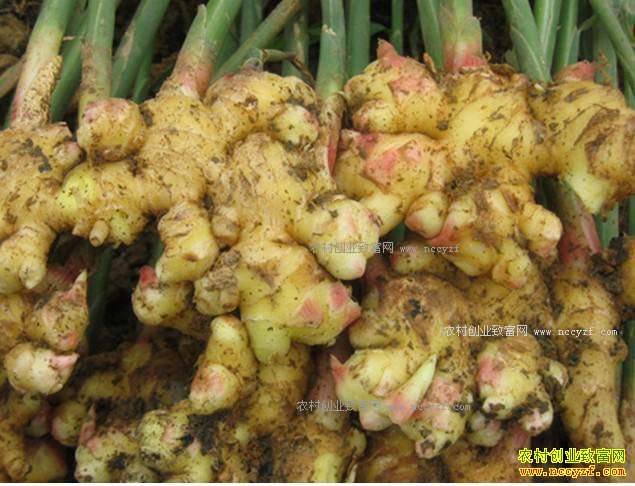 2017年生姜种植面积及生姜价格行情预测