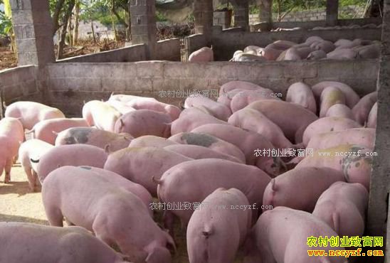 ���������۸����飺����ƽ���������� ����ǵ�û��֧��