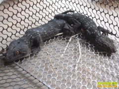 �������� ������ֳ��� ����˹���ֳ����Ҫ��