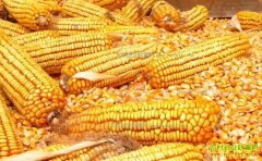 �������׼۸�����Ԥ�⣺�������׼۸������ǡ�꼻�һ�֡���