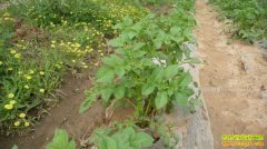 ʲô���������ʺ���������