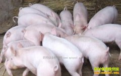 ���������۸�2017��2��16�������۸�����������