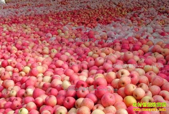 2017��ƻ���۸�����Ԥ�⣺����ƻ���г����ᡰ���䡱��