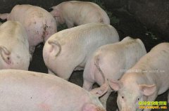 ���������۸�2017��2��17�������۸�����΢������