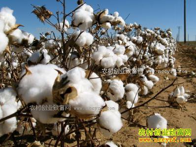 �޻�����Ǯһ�֣�2017��2��17���޻��۸���������