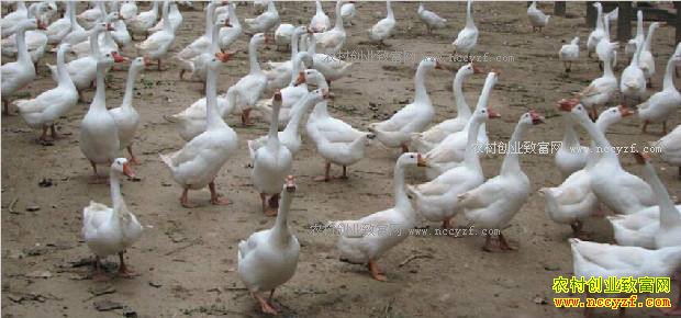 ������Ǯһ�2017��������Ʒ���۸�����