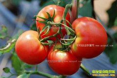 2017�귬�Ѽ۸�Ԥ�����������Ʒ���