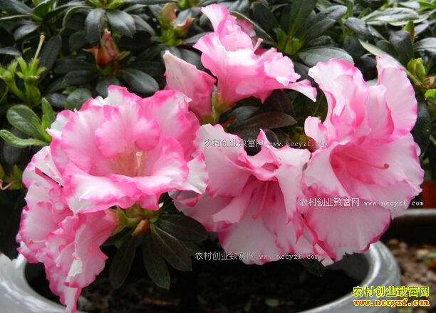 �ž黨����ֳ������ע������