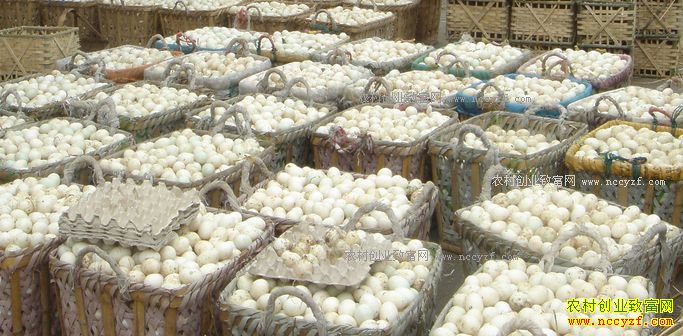 2017���ݵ��г��۸���������Ԥ��