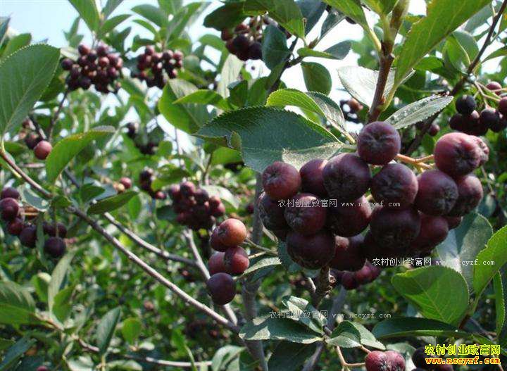 ��������«��������ľ�ڹ������ũ�¸�