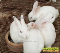 ̡�ø�Ч��ֳ����Ҫ��