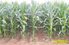 �����ٽ�����ũ�񵽵���ʲô�ã�