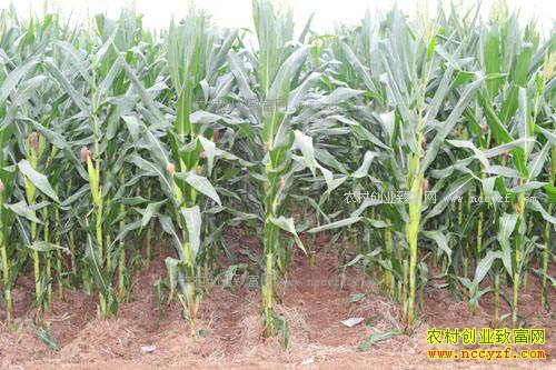 �����ٽ�����ũ�񵽵���ʲô�ã�