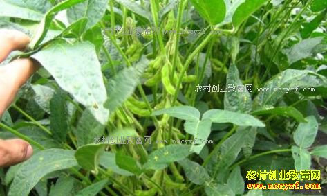 �����ٽ�����ũ�񵽵���ʲô�ã�