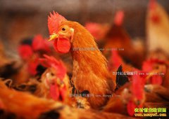 �������¼��۸��� ��ֳ������಻����