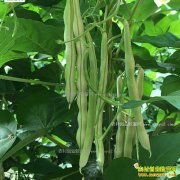 �����۸�Ѹ���»� ������ֲ��������׬Ǯ��