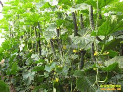 2017��ƹϼ۸�ר��Ԥ�⼰�ƹ���ֲ������ʾ