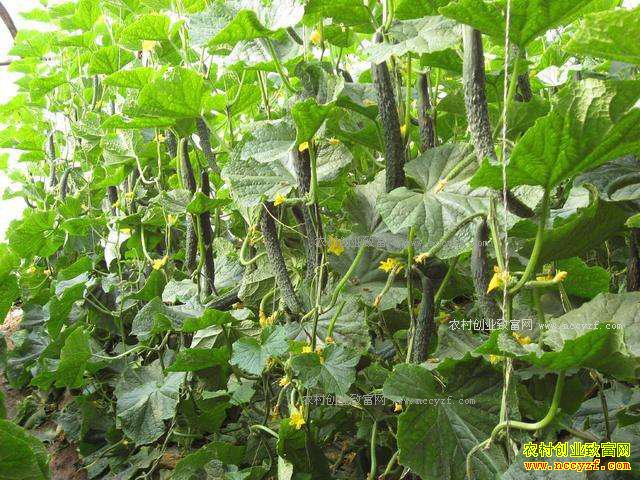 2017��ƹϼ۸�ר��Ԥ�⼰�ƹ���ֲ������ʾ