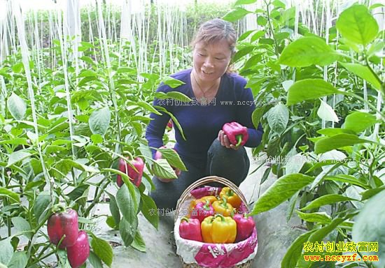 δ��ũ���ʲô��׬Ǯ����ɫũҵ