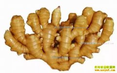 2017�������۸�ר��Ԥ�⼰������ֲ������ʾ