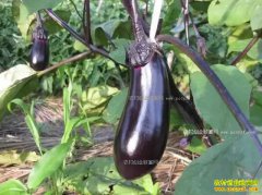 2017�����Ӽ۸�ר��Ԥ�⼰������ֲ������ʾ