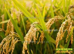 ����ˮ������չ��۸����Ǯ�����ҹ���2017�굾������չ��۸�