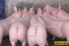 ���������۸�����Ԥ�⣺2017��2��20�������۸������ȶ�