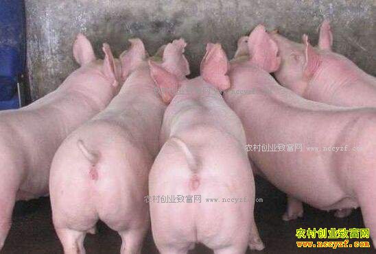 ���������۸�����Ԥ�⣺2017��2��20�������۸������ȶ�