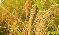 2017��2��20�հ��ճ��ݵ��׼۸�����