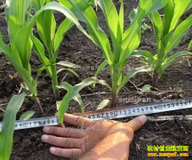 ���׿�խ����ֲ���� һĶ���ܶ���200��