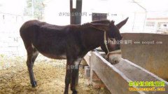 ר���̵�2017����Щ��ֳ������ֳ��Ŀ������̭